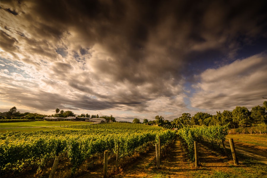 winery and vineyard