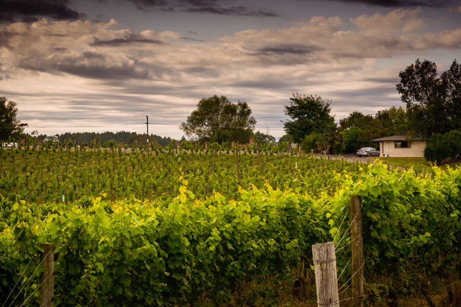 winery and vineyard