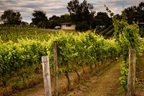 winery and vineyard