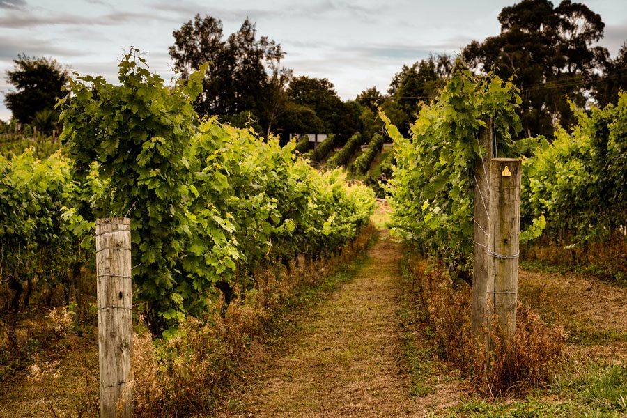 winery and vineyard