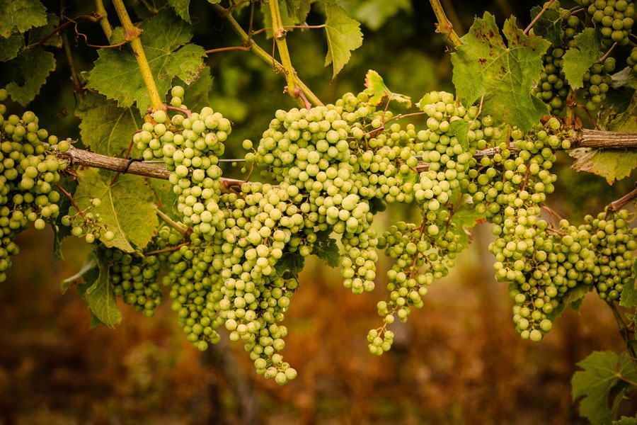 winery and vineyard