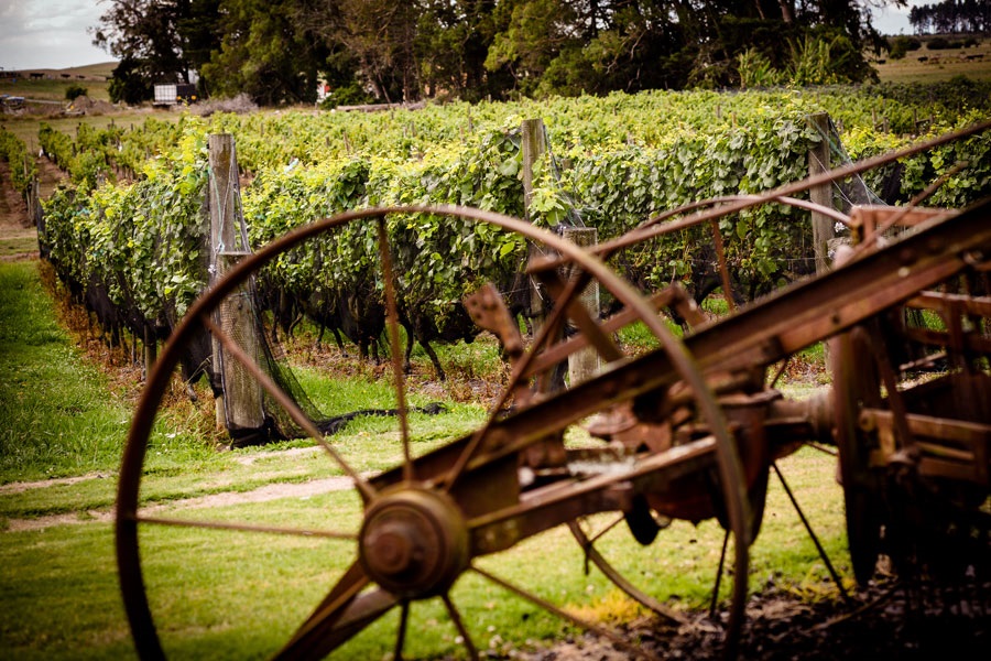 winery and vineyard