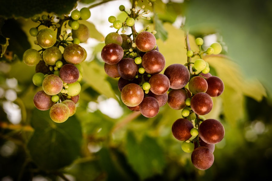 winery and vineyard