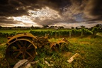 winery and vineyard