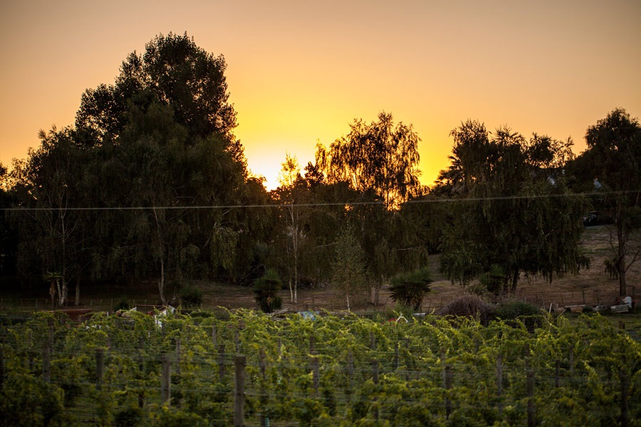 winery and vineyard